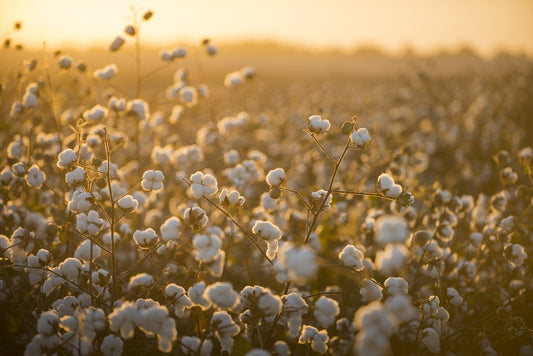 Why choose organic cotton?